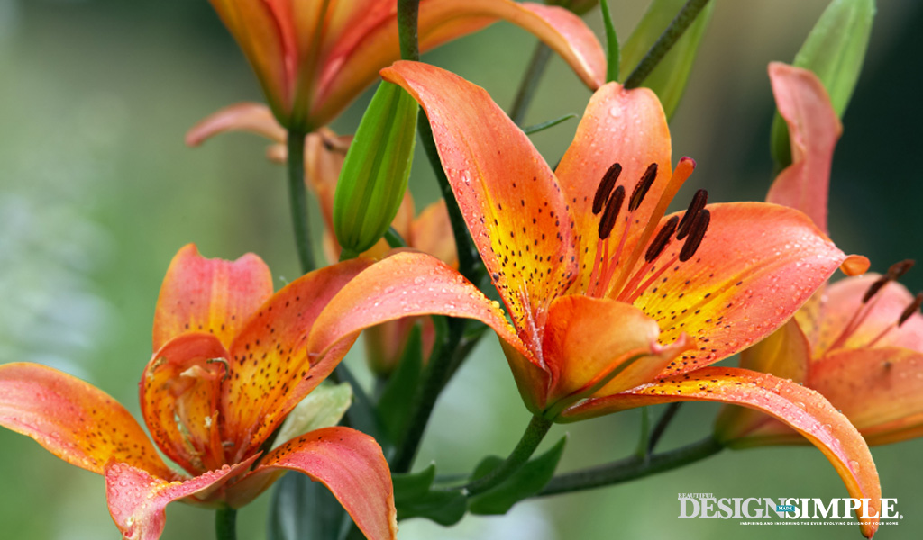 Tiger Lily TigerlilyFlower